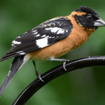 Photo by Cornell Lab, All About Birds